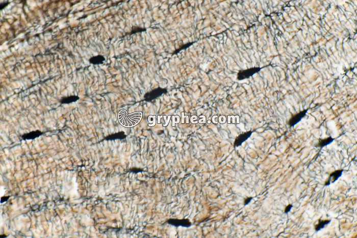 Os compact - ostéocytes x200 - gryphea.com